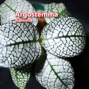 Argostemma diamond